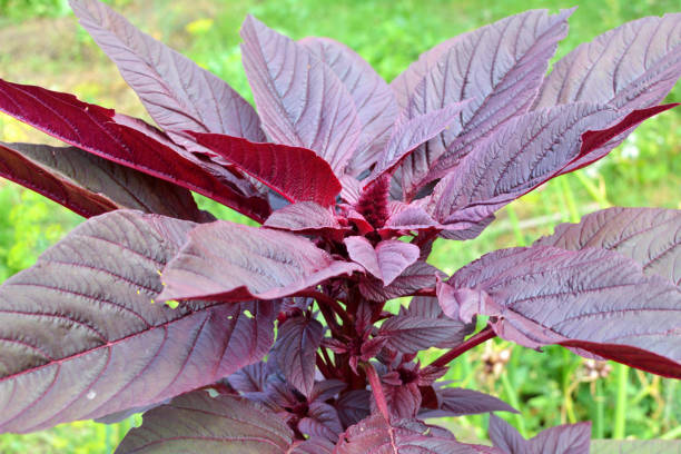 istock Amaranth grows in the garden 1571265220