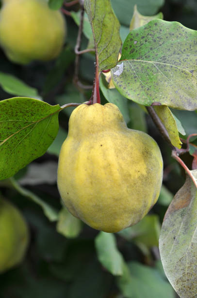 Quince (Cydonia oblonga) ripens on the branch of the bush Quince (Cydonia oblonga) fruits ripen on the branch of the bush cydonia stock pictures, royalty-free photos & images