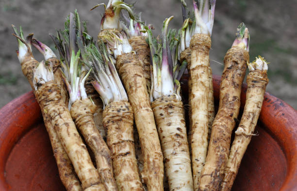 신선한, 파고 아웃 양고추냉이 - horseradish 뉴스 사진 이미지