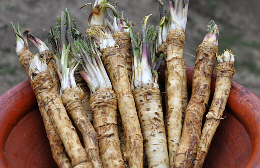 Fresh, dug-out root horseradish with leaves on the pile