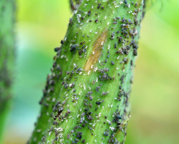 istock Aphid (Aphidoidea) on a green cob of corn 1571266860