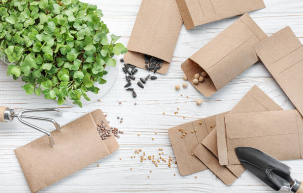 istock Gardening concept, planting at home 1571274234
