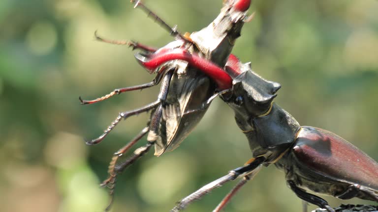 European stag beetles fighting