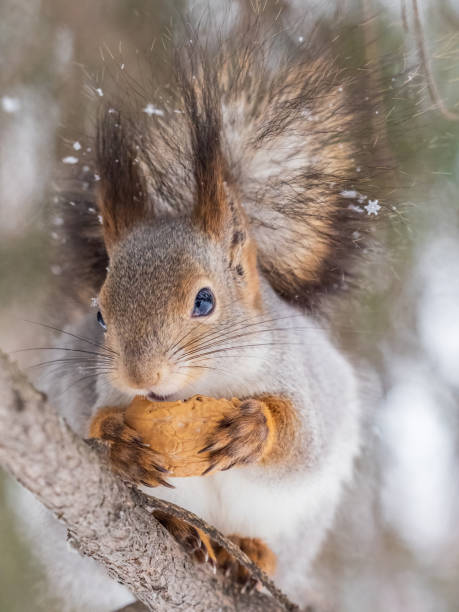 istock The squirrel with nut sits on tree in the winter or late autumn. 1571285998