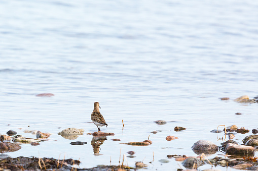 Dunlin bird at the shore