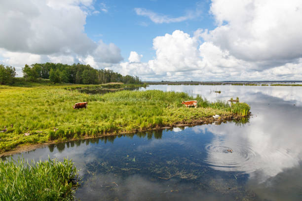 Cows on a meadow by a lake in the summer