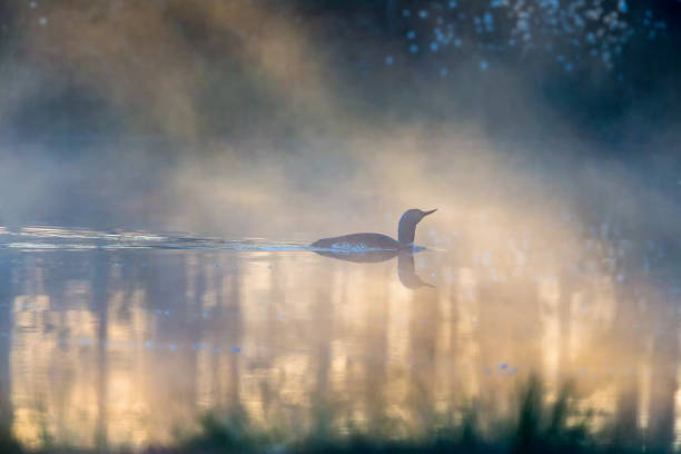 istock Misty morning with a Red throated loon 1571308512