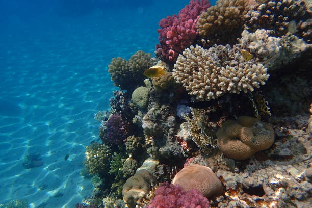 istock coral reef in Egypt, Makadi Bay 1571320139