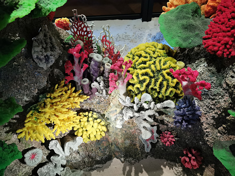 nice coral animals as nice sea background