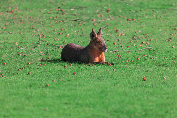 Patagonian Mara on the grass . Dolichotis Patagonum animal