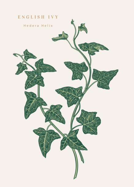 잉글리쉬 아이비. 격리 - backgrounds ivy leaf green stock illustrations