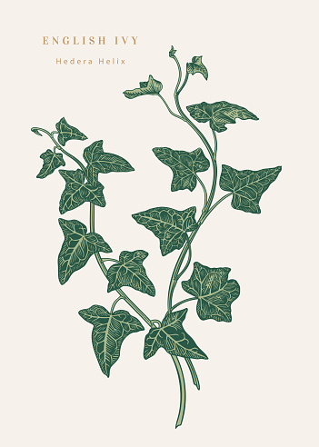 Hedera helix. English ivy. Composition with two branches of a plant. Vector botanical illustration. Colorful. Isolated.