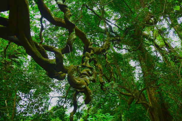 Tropical rainforest in SRI lANKA with large creeper with tall trees.