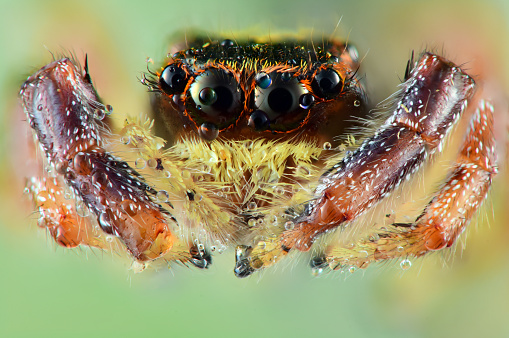 front view of a wolf spider