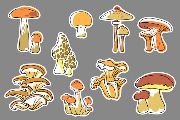 Vector illustration of Set of stickers with edible mushrooms. Boletus porcini, Aspen bolete, chanterelle, morel, honey fungus, oyster, parasol, champignon, boletus edulis. Collection of stickers, patches, pins. Vector.