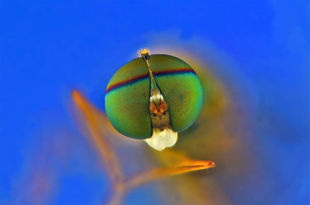 istock A closeup shot of a fly on a blue background. 1571345120