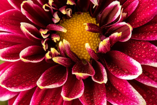 istock Macro photography of Flower 1571351754