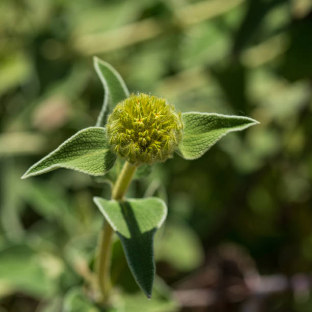 Phlomis fruticosa or 'Jerusalem sage' buds and leaves on the blurred background