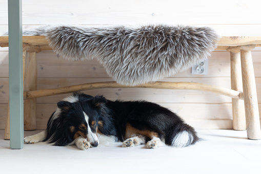 Sleeping Shetland sleeping under a bench in a wooden house.