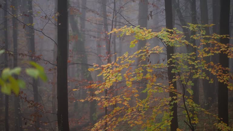 Misty autumn forest