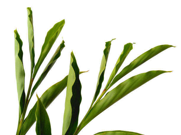 istock Tree on white background. Green leaves isolated on white background 1571375169