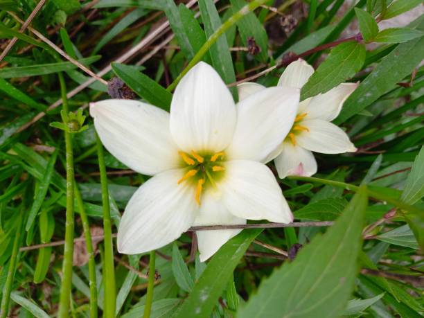 istock Zephyranthus candida or commonly called chocolate flower that blooms and is beautiful 1571383760