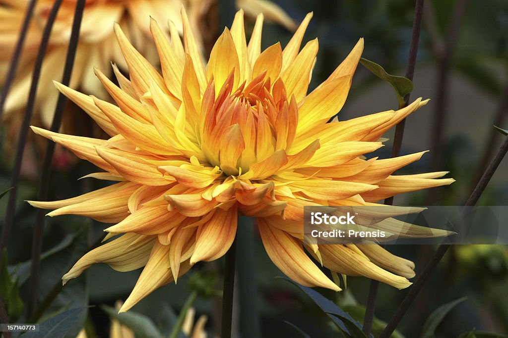 Orange dahlia Orange beautiful dahlia flower bud Beauty In Nature Stock Photo