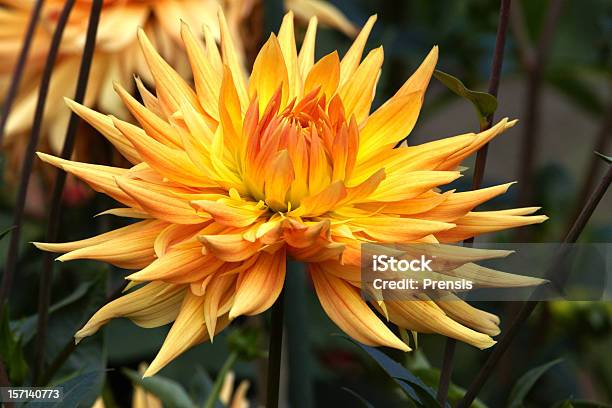 Orange Dahlia Stock Photo - Download Image Now - Beauty In Nature, Bud, Close-up