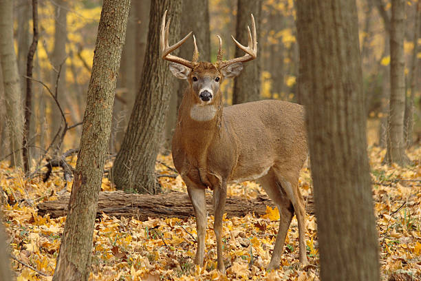 forest buck - cerf de virginie photos et images de collection