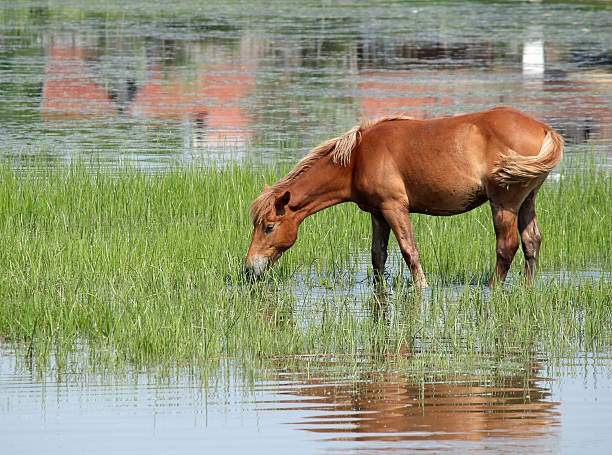 istock brown horse drink water nature scene 157141267