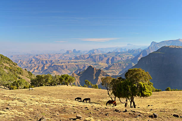 Panorama, Simien Mountains, Ethiopia Panoramic view from the Simien Mountains National Park overlooking the Ethiopian plateau, under hard light condition. Wild horses grazing. ethiopia photos stock pictures, royalty-free photos & images