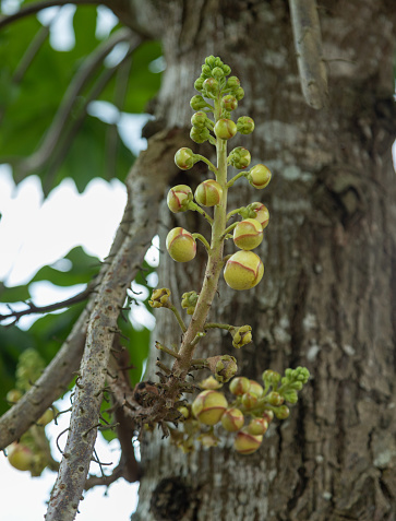 Sala flower has the scientific name of Couroupita guianensis, it is also known by other names such as careless tree, thala tree, dragon's jaw tree, English name is Cannonball tree