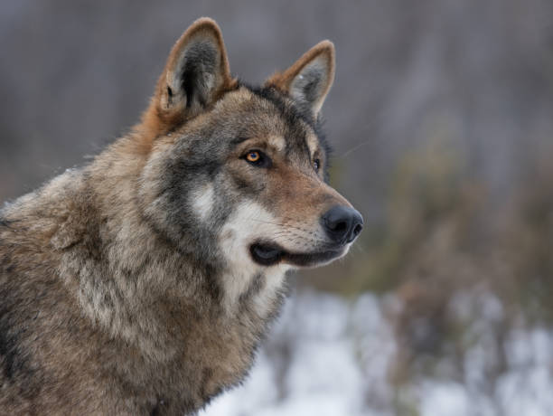 istock portrait of a gray wolf on a blurred background 1571414835