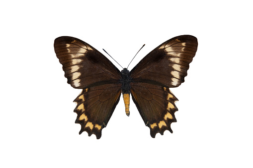 Madyes swallowtail (battus madyes), butterfly isolated on a white background