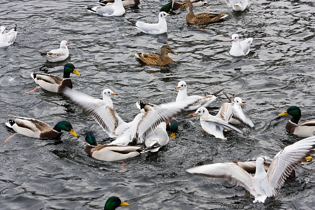 istock Bird fight in water 157141759