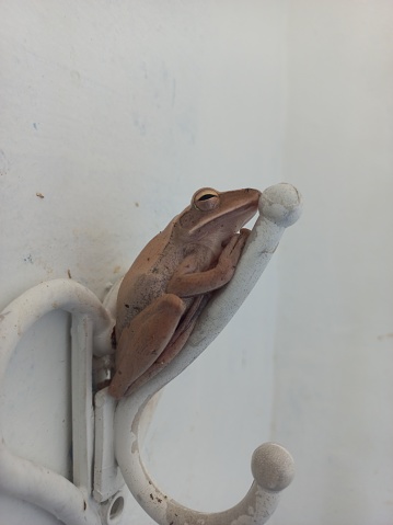 frog with green eyes, animal with excited eyes. Agalychnis callydrias