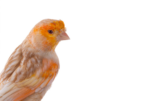 canary portrait isolated on white background