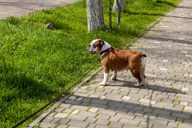 istock Red English British bulldog on a walk 1571419215