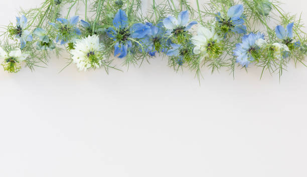 istock Blue and white nigella flowers on white background. Minimalistic floral composition, top view and flat lay. 1571431835