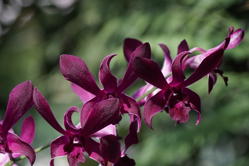 Close up view of purple dendrobium orchid flower in bloom