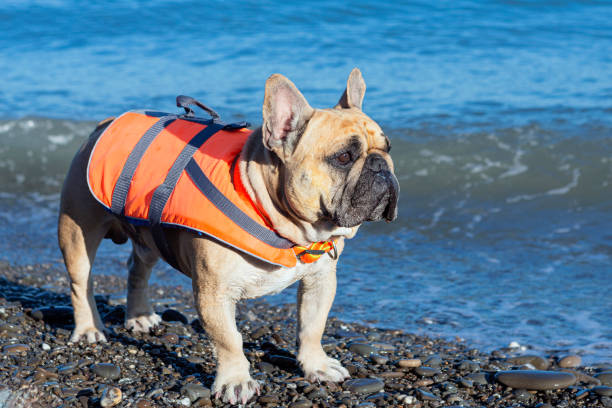istock french bulldog on the seashore. 1571470946