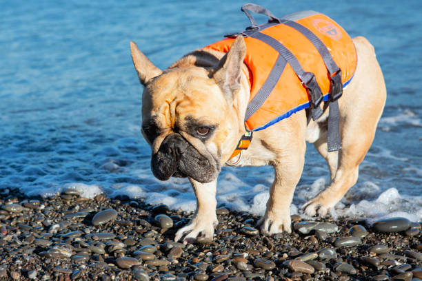 istock french bulldog on the seashore. 1571472004