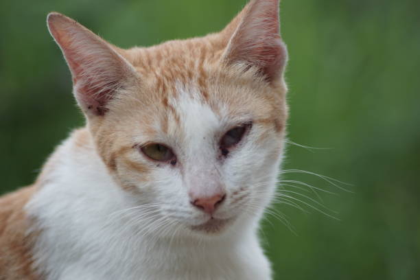 istock stray yellow cat with sore eyes 1571478251