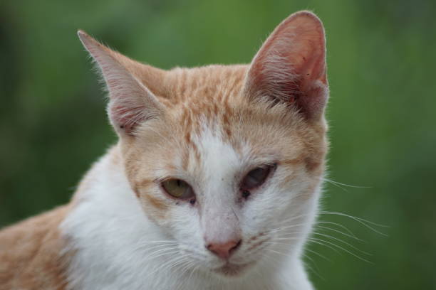 istock stray yellow cat with sore eyes 1571478434
