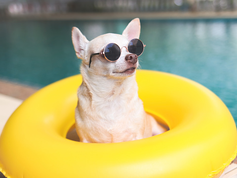 Portrait of brown short hair chihuahua dog wearing sunglasses sitting  in  yellow swimming ring or inflatable by swimming pool, lookig away.