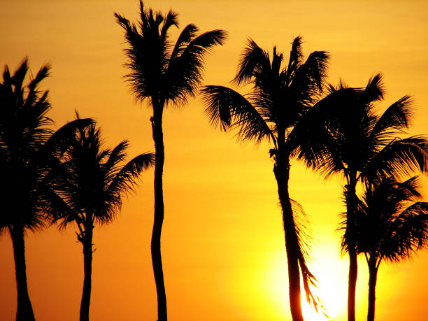 istock Stunning Silhouetted Palm Trees at Sunset Along the Water 1571488405