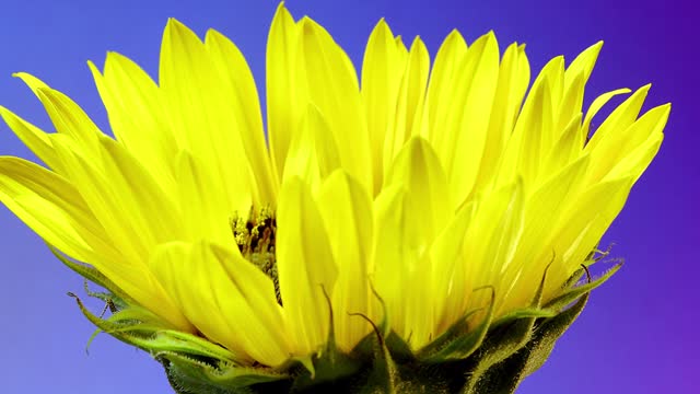 Yellow Sunflower Head Blooming in Time Lapse. Opening Flower on a Blue Background from Bud to Wilting Plant in Timelapse