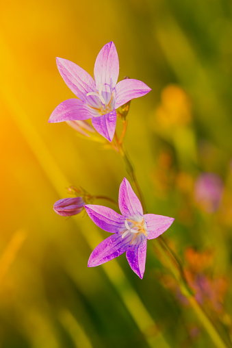 Pink-purple blooms of bluebells (Campanula patula) illuminated by the light of the setting sun. Outdoors. Macro photography.