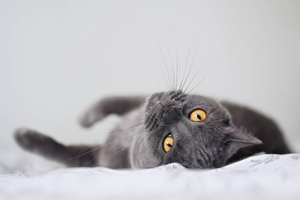 istock Portrait of beautiful british blue cat 1571501180