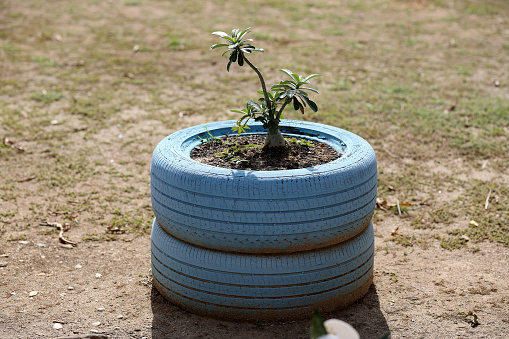 Focus scene on reusable old tires as flower pots